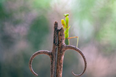 Mantiş genellikle çiçek açan bitkilerde bulunan uysal bir hayvandır. Çünkü bu peygamber devesi, böcekler ya da diğer küçük hayvanlar çiçeğe yaklaştıklarında çiçeklerin arasındaki yeşil yaprakların arkasına gizlenebilir..