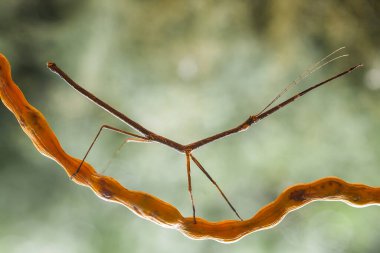 Mantiş genellikle çiçek açan bitkilerde bulunan uysal bir hayvandır. Çünkü bu peygamber devesi, böcekler ya da diğer küçük hayvanlar çiçeğe yaklaştıklarında çiçeklerin arasındaki yeşil yaprakların arkasına gizlenebilir..