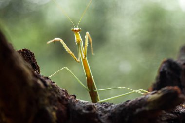 Mantiş genellikle çiçek açan bitkilerde bulunan uysal bir hayvandır. Çünkü bu peygamber devesi, böcekler ya da diğer küçük hayvanlar çiçeğe yaklaştıklarında çiçeklerin arasındaki yeşil yaprakların arkasına gizlenebilir..