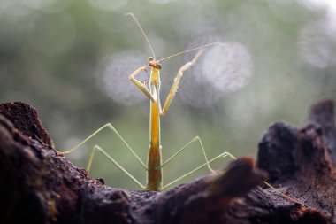 Mantiş genellikle çiçek açan bitkilerde bulunan uysal bir hayvandır. Çünkü bu peygamber devesi, böcekler ya da diğer küçük hayvanlar çiçeğe yaklaştıklarında çiçeklerin arasındaki yeşil yaprakların arkasına gizlenebilir..