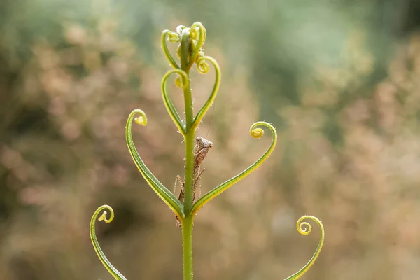 Mantig Een Redelijk Volgzaam Dier Dat Meestal Bloeiende Planten Voorkomt — Stockfoto