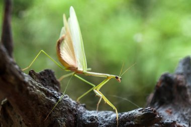 Mantiş genellikle çiçek açan bitkilerde bulunan uysal bir hayvandır. Çünkü bu peygamber devesi, böcekler ya da diğer küçük hayvanlar çiçeğe yaklaştıklarında çiçeklerin arasındaki yeşil yaprakların arkasına gizlenebilir..