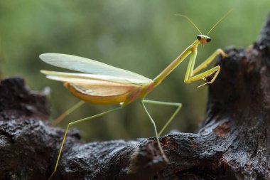 Mantiş genellikle çiçek açan bitkilerde bulunan uysal bir hayvandır. Çünkü bu peygamber devesi, böcekler ya da diğer küçük hayvanlar çiçeğe yaklaştıklarında çiçeklerin arasındaki yeşil yaprakların arkasına gizlenebilir..