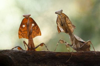 Mantiş genellikle çiçek açan bitkilerde bulunan uysal bir hayvandır. Çünkü bu peygamber devesi, böcekler ya da diğer küçük hayvanlar çiçeğe yaklaştıklarında çiçeklerin arasındaki yeşil yaprakların arkasına gizlenebilir..