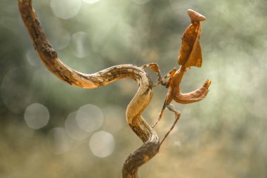 Mantiş genellikle çiçek açan bitkilerde bulunan uysal bir hayvandır. Çünkü bu peygamber devesi, böcekler ya da diğer küçük hayvanlar çiçeğe yaklaştıklarında çiçeklerin arasındaki yeşil yaprakların arkasına gizlenebilir..
