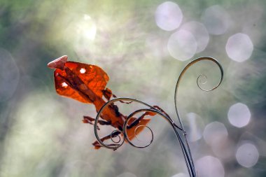 Mantiş genellikle çiçek açan bitkilerde bulunan uysal bir hayvandır. Çünkü bu peygamber devesi, böcekler ya da diğer küçük hayvanlar çiçeğe yaklaştıklarında çiçeklerin arasındaki yeşil yaprakların arkasına gizlenebilir..