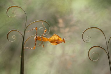 Mantiş genellikle çiçek açan bitkilerde bulunan uysal bir hayvandır. Çünkü bu peygamber devesi, böcekler ya da diğer küçük hayvanlar çiçeğe yaklaştıklarında çiçeklerin arasındaki yeşil yaprakların arkasına gizlenebilir..
