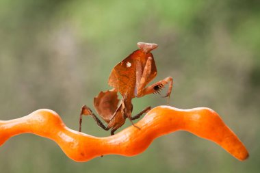 Mantiş genellikle çiçek açan bitkilerde bulunan uysal bir hayvandır. Çünkü bu peygamber devesi, böcekler ya da diğer küçük hayvanlar çiçeğe yaklaştıklarında çiçeklerin arasındaki yeşil yaprakların arkasına gizlenebilir..