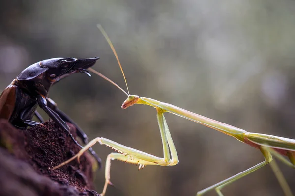 Mantish Animal Bastante Dócil Que Encuentra Generalmente Las Plantas Con — Foto de Stock