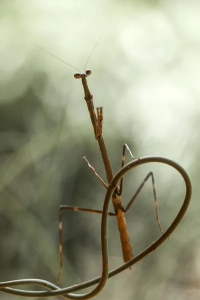 Mantish Animal Bastante Dócil Que Encuentra Generalmente Las Plantas Con —  Fotos de Stock