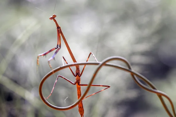 Mantish Animal Bastante Dócil Que Encuentra Generalmente Las Plantas Con — Foto de Stock