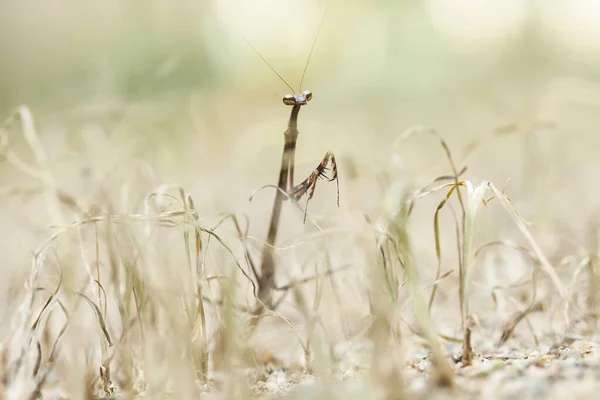 Mantish Ett Ganska Fogligt Djur Som Vanligtvis Finns Blommande Växter — Stockfoto