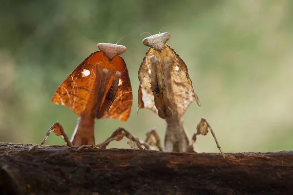 Mantish Animal Bastante Dócil Que Encuentra Generalmente Las Plantas Con —  Fotos de Stock