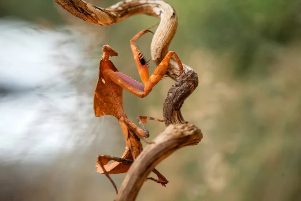 Mantish Animal Bastante Dócil Que Encuentra Generalmente Las Plantas Con — Foto de Stock