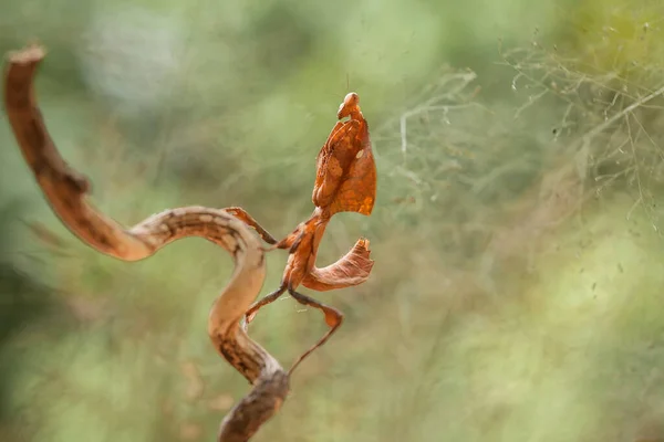 Mantish Animale Abbastanza Docile Che Solito Trova Nelle Piante Fiore — Foto Stock