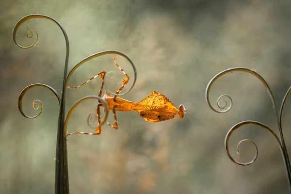 Mantish Animal Bastante Dócil Geralmente Encontrado Plantas Com Flores Porque — Fotografia de Stock