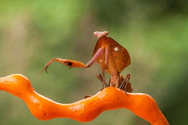 Mantish Animal Bastante Dócil Geralmente Encontrado Plantas Com Flores Porque — Fotografia de Stock