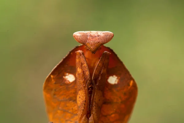 Mantish Animal Bastante Dócil Geralmente Encontrado Plantas Com Flores Porque — Fotografia de Stock