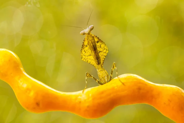 Kudlanka Poměrně Poslušné Zvíře Které Obvykle Vyskytuje Kvetoucích Rostlinách Protože — Stock fotografie