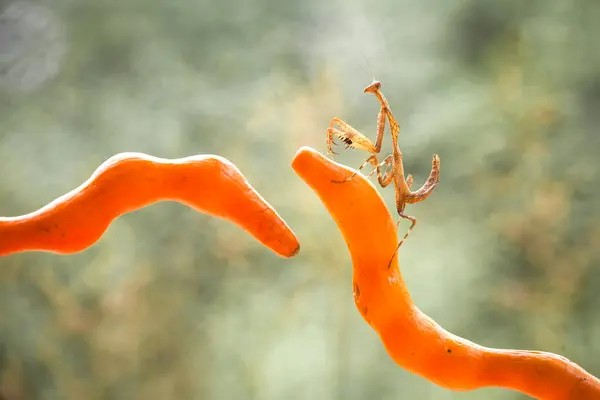 Mantish Animal Bastante Dócil Que Encuentra Generalmente Las Plantas Con —  Fotos de Stock