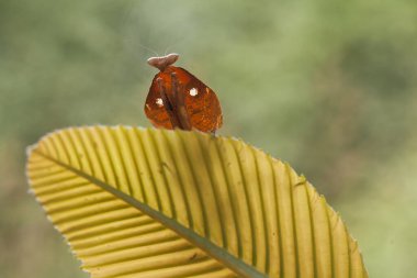 Mantiş genellikle çiçek açan bitkilerde bulunan uysal bir hayvandır. Çünkü bu peygamber devesi, böcekler ya da diğer küçük hayvanlar çiçeğe yaklaştıklarında çiçeklerin arasındaki yeşil yaprakların arkasına gizlenebilir..