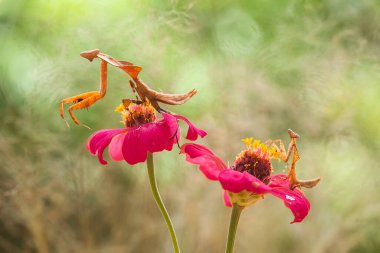 Mantiş genellikle çiçek açan bitkilerde bulunan uysal bir hayvandır. Çünkü bu peygamber devesi, böcekler ya da diğer küçük hayvanlar çiçeğe yaklaştıklarında çiçeklerin arasındaki yeşil yaprakların arkasına gizlenebilir..