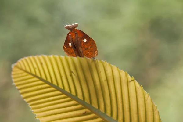 Mantish Animal Bastante Dócil Que Encuentra Generalmente Las Plantas Con —  Fotos de Stock