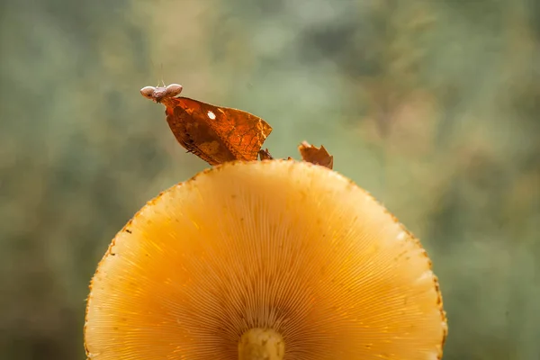 Mantysz Jest Dość Potulne Zwierzę Zwykle Występujące Roślinach Kwitnących Ponieważ — Zdjęcie stockowe