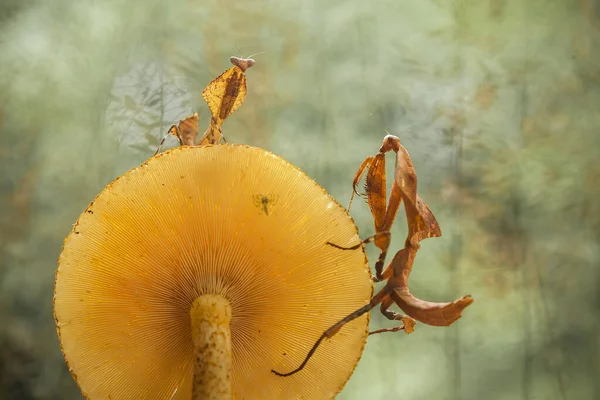 Mantish Animal Bastante Dócil Que Encuentra Generalmente Las Plantas Con — Foto de Stock