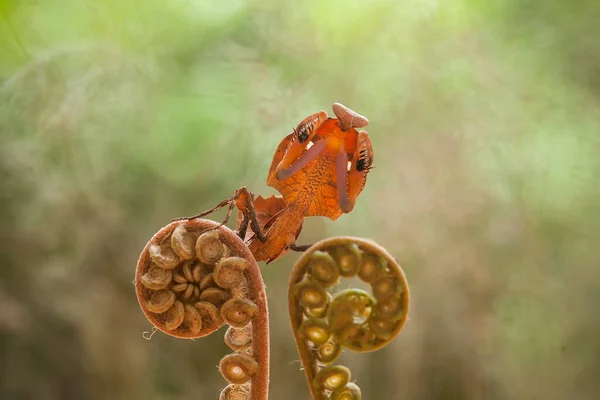 昆虫や他の小さな動物が花に近づくときに花の間の緑の葉の後ろに変装することができますので マンシュは 開花植物に見られるかなりドクシー動物です — ストック写真