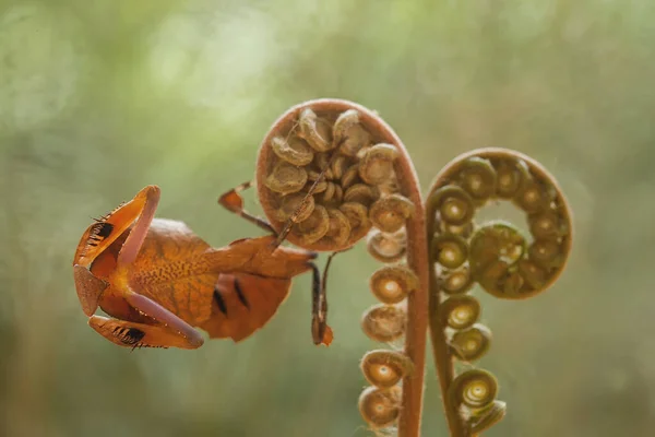 Mantysz Jest Dość Potulne Zwierzę Zwykle Występujące Roślinach Kwitnących Ponieważ — Zdjęcie stockowe