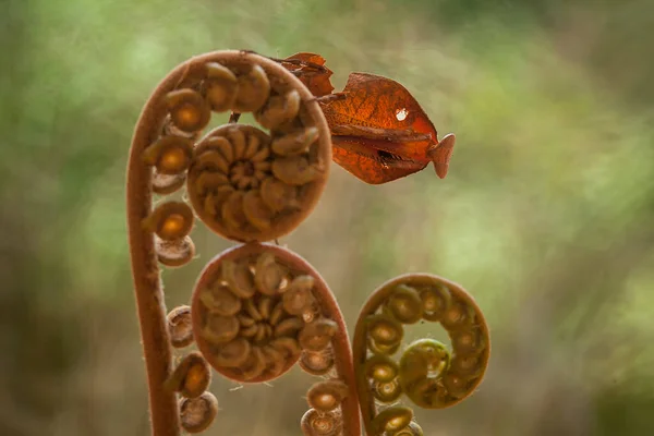 Mantish Animal Bastante Dócil Geralmente Encontrado Plantas Com Flores Porque — Fotografia de Stock