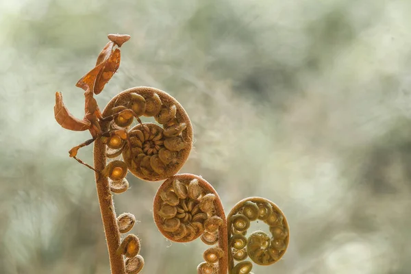 Mantig Een Redelijk Volgzaam Dier Dat Meestal Bloeiende Planten Voorkomt — Stockfoto