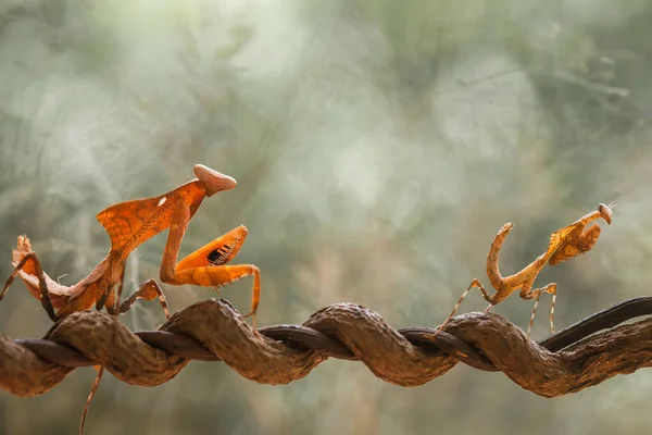 Mantish Animal Bastante Dócil Que Encuentra Generalmente Las Plantas Con —  Fotos de Stock