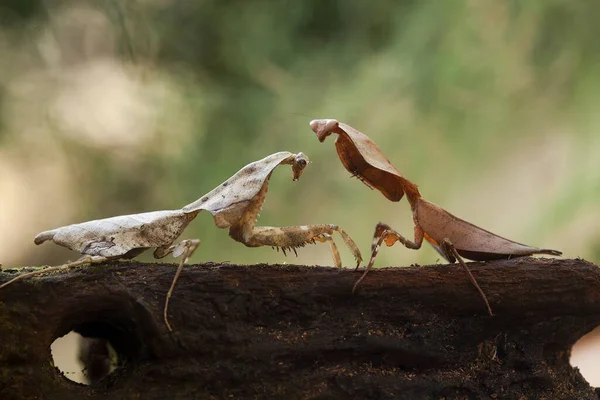 Mantish Est Animal Assez Docile Que Trouve Habituellement Dans Les — Photo