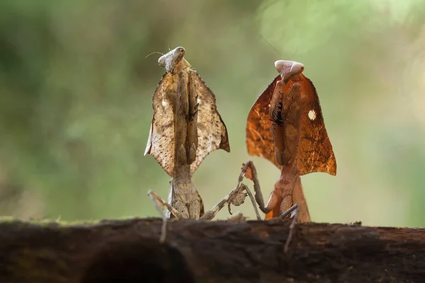 昆虫や他の小さな動物が花に近づくときに花の間の緑の葉の後ろに変装することができますので マンシュは 開花植物に見られるかなりドクシー動物です — ストック写真