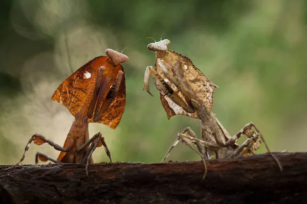 Mantish Animal Bastante Dócil Que Encuentra Generalmente Las Plantas Con — Foto de Stock