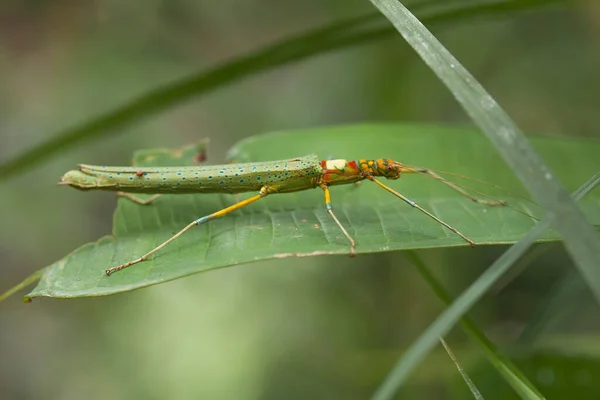 Mantish Animal Bastante Dócil Geralmente Encontrado Plantas Com Flores Porque — Fotografia de Stock