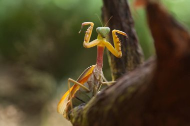 Mantiş genellikle çiçek açan bitkilerde bulunan uysal bir hayvandır. Çünkü bu peygamber devesi, böcekler ya da diğer küçük hayvanlar çiçeğe yaklaştıklarında çiçeklerin arasındaki yeşil yaprakların arkasına gizlenebilir..