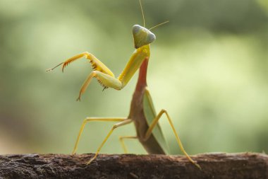Mantiş genellikle çiçek açan bitkilerde bulunan uysal bir hayvandır. Çünkü bu peygamber devesi, böcekler ya da diğer küçük hayvanlar çiçeğe yaklaştıklarında çiçeklerin arasındaki yeşil yaprakların arkasına gizlenebilir..