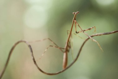 Mantiş genellikle çiçek açan bitkilerde bulunan uysal bir hayvandır. Çünkü bu peygamber devesi, böcekler ya da diğer küçük hayvanlar çiçeğe yaklaştıklarında çiçeklerin arasındaki yeşil yaprakların arkasına gizlenebilir..