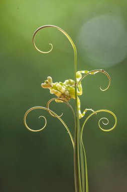 Mantiş genellikle çiçek açan bitkilerde bulunan uysal bir hayvandır. Çünkü bu peygamber devesi, böcekler ya da diğer küçük hayvanlar çiçeğe yaklaştıklarında çiçeklerin arasındaki yeşil yaprakların arkasına gizlenebilir..
