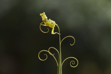 Mantiş genellikle çiçek açan bitkilerde bulunan uysal bir hayvandır. Çünkü bu peygamber devesi, böcekler ya da diğer küçük hayvanlar çiçeğe yaklaştıklarında çiçeklerin arasındaki yeşil yaprakların arkasına gizlenebilir..