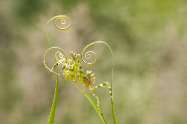 Mantiş genellikle çiçek açan bitkilerde bulunan uysal bir hayvandır. Çünkü bu peygamber devesi, böcekler ya da diğer küçük hayvanlar çiçeğe yaklaştıklarında çiçeklerin arasındaki yeşil yaprakların arkasına gizlenebilir..