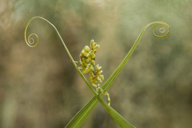 Mantiş genellikle çiçek açan bitkilerde bulunan uysal bir hayvandır. Çünkü bu peygamber devesi, böcekler ya da diğer küçük hayvanlar çiçeğe yaklaştıklarında çiçeklerin arasındaki yeşil yaprakların arkasına gizlenebilir..