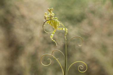 Mantiş genellikle çiçek açan bitkilerde bulunan uysal bir hayvandır. Çünkü bu peygamber devesi, böcekler ya da diğer küçük hayvanlar çiçeğe yaklaştıklarında çiçeklerin arasındaki yeşil yaprakların arkasına gizlenebilir..