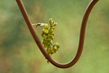 Mantiş genellikle çiçek açan bitkilerde bulunan uysal bir hayvandır. Çünkü bu peygamber devesi, böcekler ya da diğer küçük hayvanlar çiçeğe yaklaştıklarında çiçeklerin arasındaki yeşil yaprakların arkasına gizlenebilir..