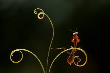 Mantiş genellikle çiçek açan bitkilerde bulunan uysal bir hayvandır. Çünkü bu peygamber devesi, böcekler ya da diğer küçük hayvanlar çiçeğe yaklaştıklarında çiçeklerin arasındaki yeşil yaprakların arkasına gizlenebilir..