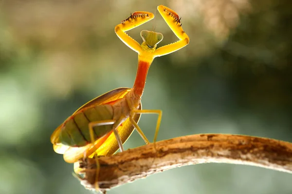 Mantish Animal Bastante Dócil Geralmente Encontrado Plantas Com Flores Porque — Fotografia de Stock