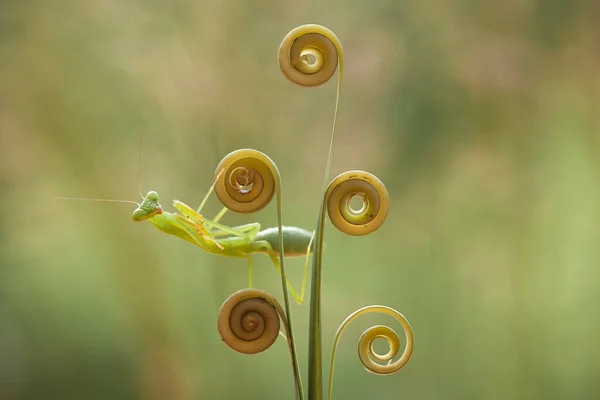 Mantish Fairly Docile Animal Usually Found Flowering Plants Because Mantish — Stock Photo, Image